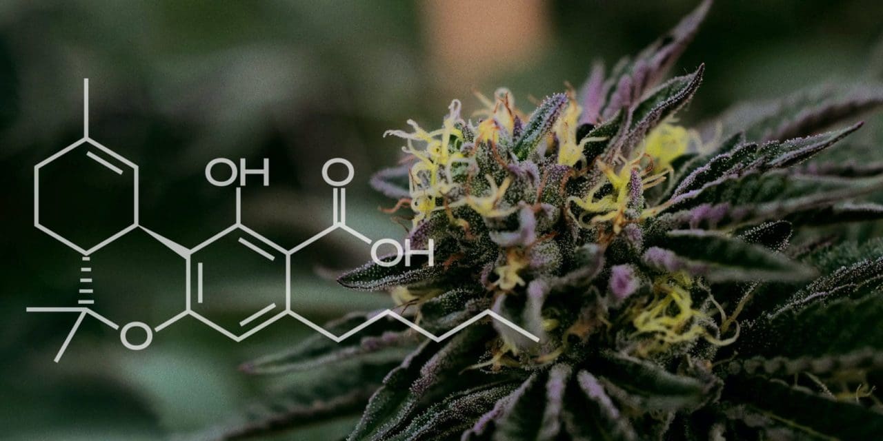 What Is Thca Health Benefits Uses Risks And More