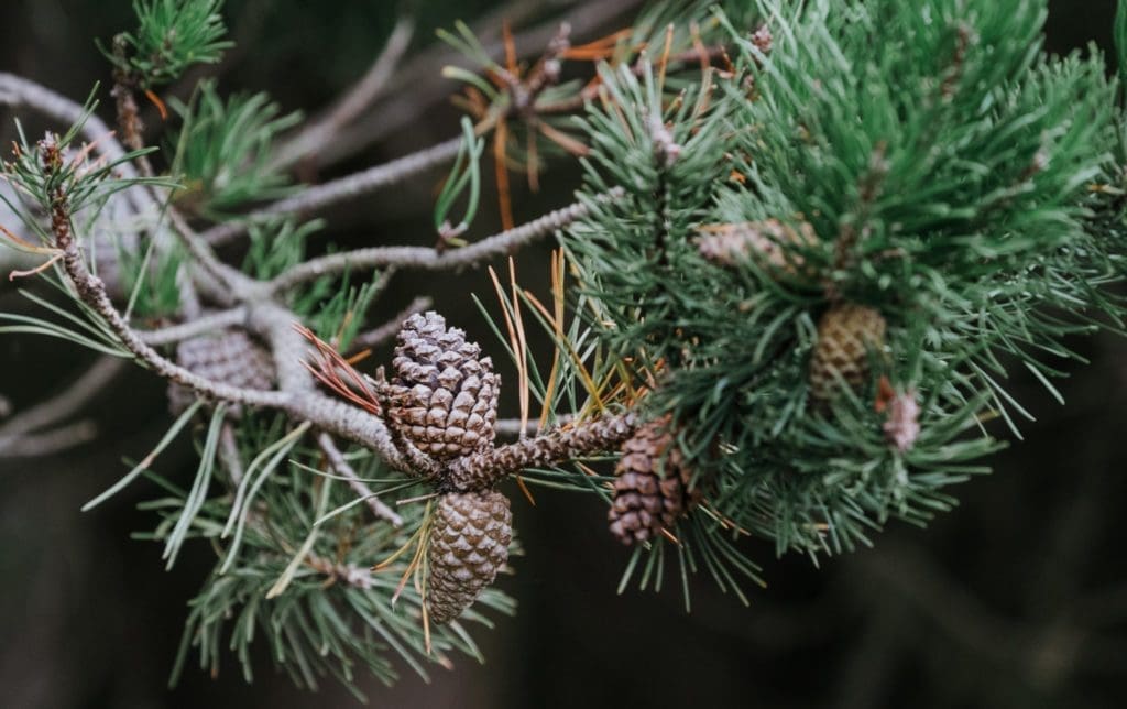 What Is Pinene Used For