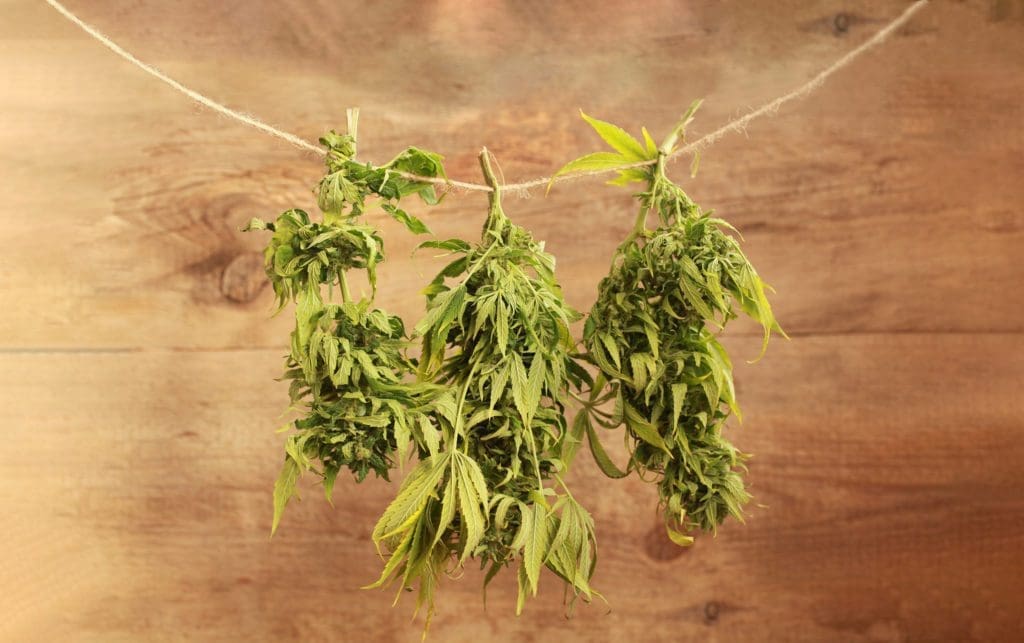 drying-and-curing-cannabis-a-step-by-step-guide