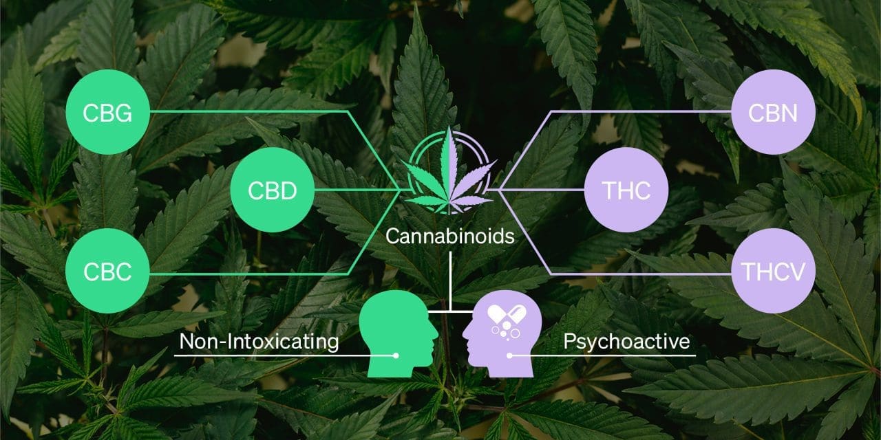 What Are Cannabinoids Benefits Uses And Risks