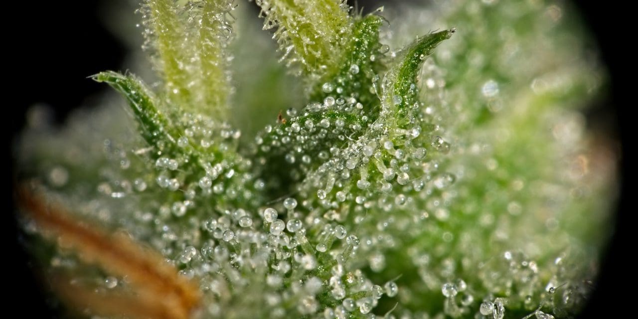 what-are-trichomes-and-what-do-they-do