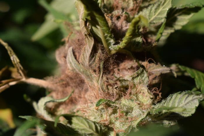 What Does Mold On Weed Look Like