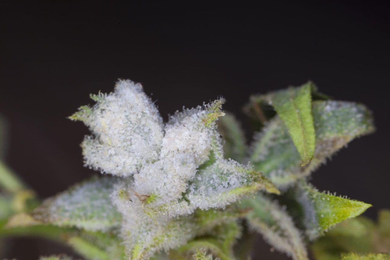 What Does Mold On Weed Look Like Moldy Weed: What Does Mold Look Like on Weed?