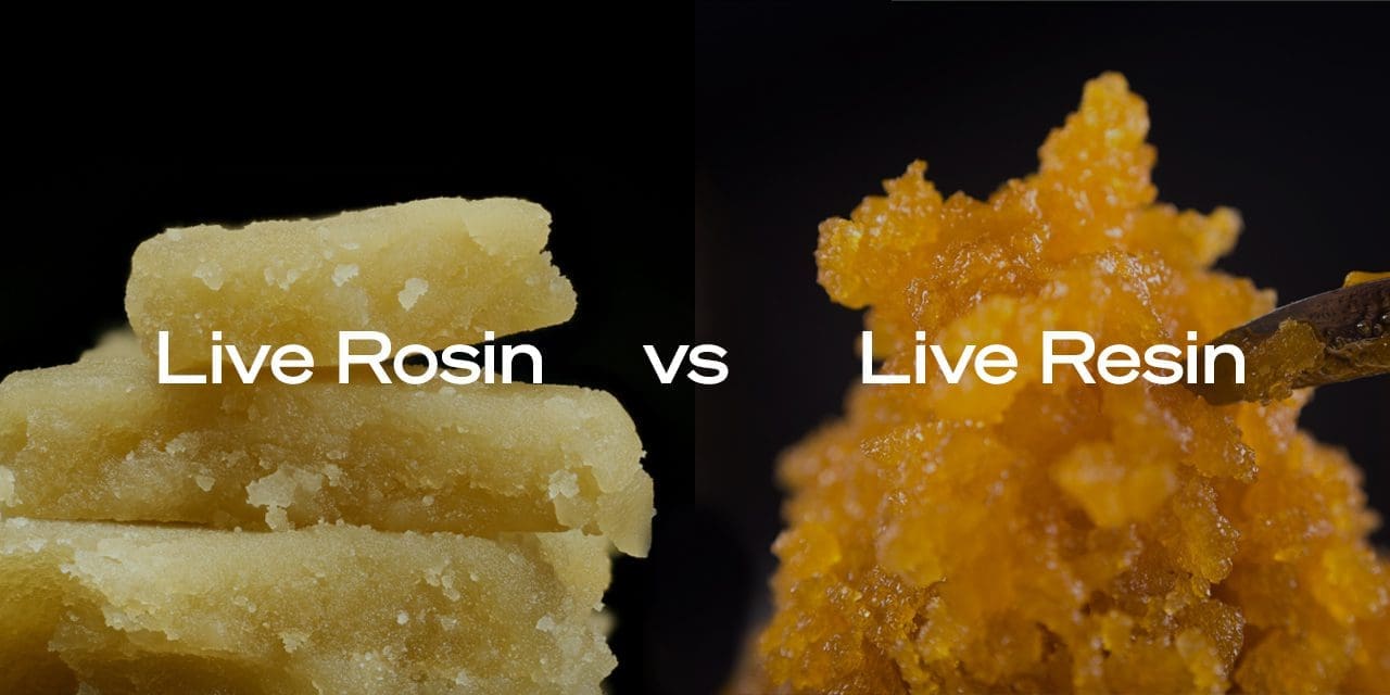 Live Rosin vs Live Resin Similarities and Differences