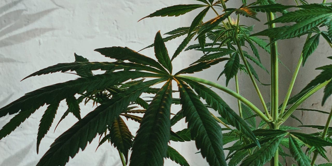 can-you-smoke-weed-stems