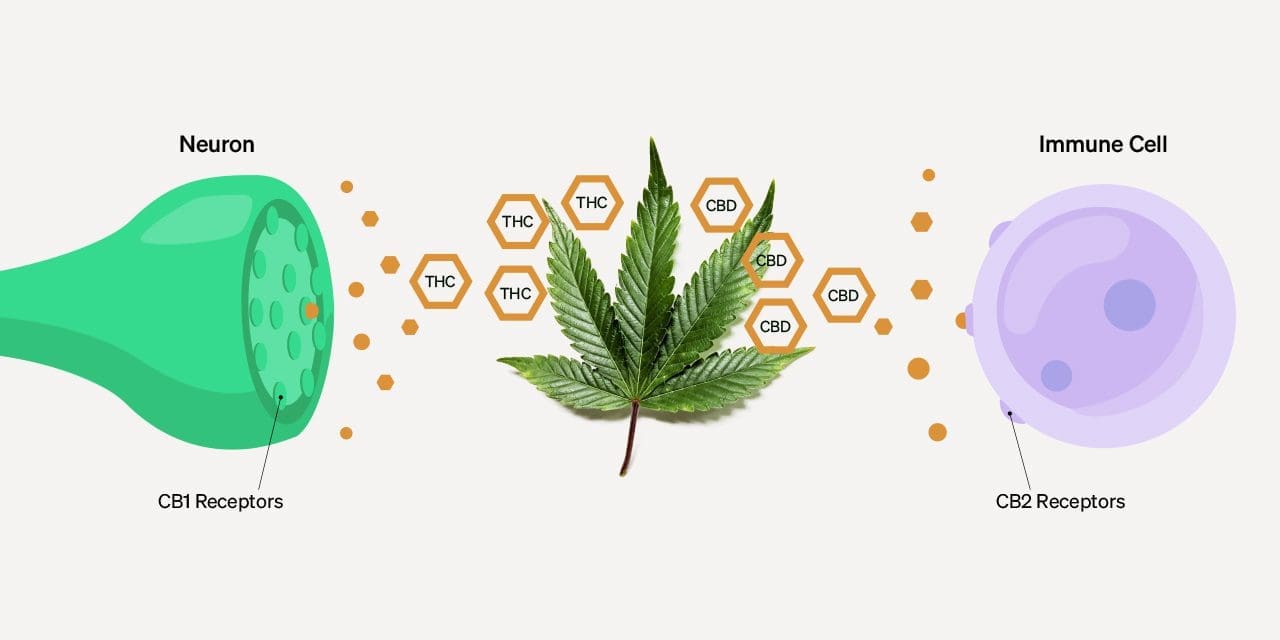 what-are-phytocannabinoids