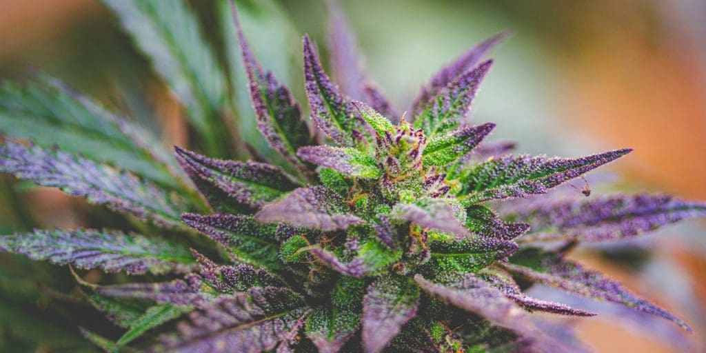 What Does It Mean When Marijuana Leaves Turn Purple?