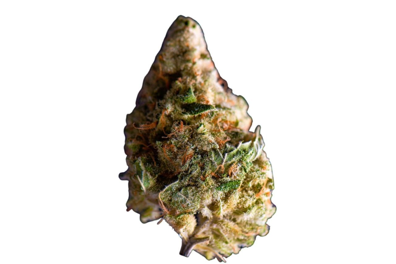 Black Tuna Marijuana Strain