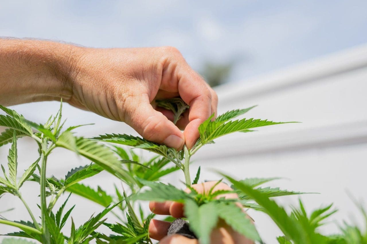 Topping Cannabis Why, How, and When To Do It