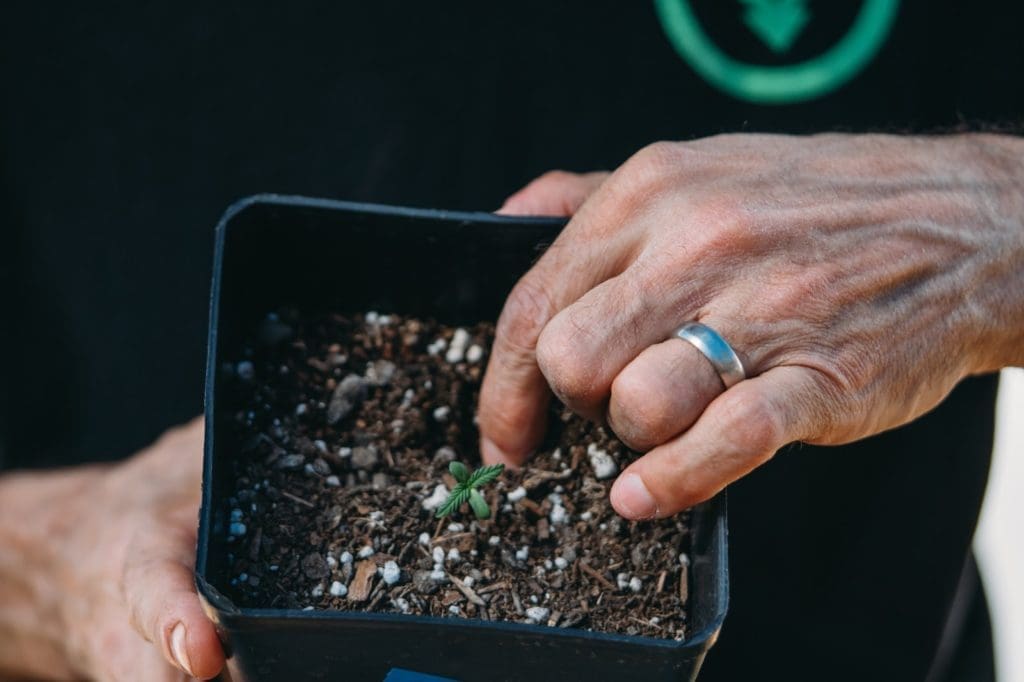Cannabis Seedling Stage Caring for Your Seedlings